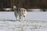 SIBERIAN HUSKY 445